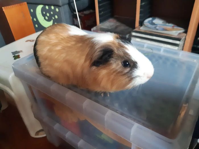 1 year old male guinea pig