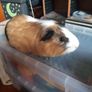 1 year old male guinea pig Image 2