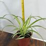 Small spider plant house plant Image 3