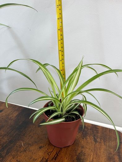 Small spider plant house plant