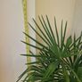 Trachycarpus fortunei (Windmill Palm) with tall pot Image 3