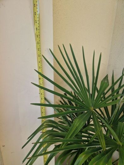 Trachycarpus fortunei (Windmill Palm) with tall pot