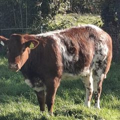 Roan heifer