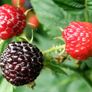 Raspberry Canes (Rubus idaeus) Image 3