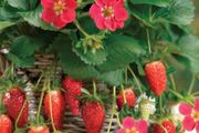 (S) Alpine Strawberry Ruby Ann seeds 5s Pineapple strawberry (125104)