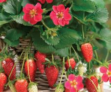 (S) Alpine Strawberry Ruby Ann seeds 5s Pineapple strawberry (125104)