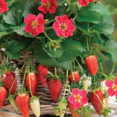 (S) Alpine Strawberry Ruby Ann seeds 5s Pineapple strawberry (125104)