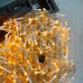 String of 400 Leds ,, Blue and Warm whi Image 2