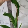 Epiphyllum Cacti. Beautiful rare cactus. Image 2