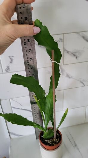 Epiphyllum Cacti. Beautiful rare cactus.