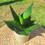 Healthy Sansevieria Hahnii in Pastel Green Pot Image 8