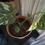 plant Image 3