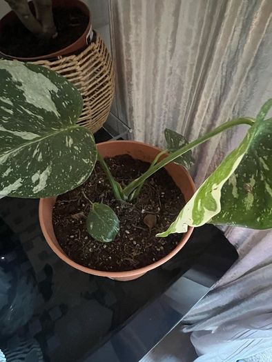plant