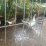 3 geese and a gander for sale Image 5