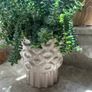 Sedum burrito succulent Image 5
