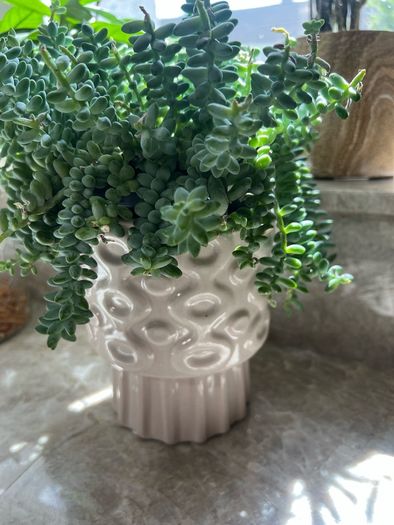 Sedum burrito succulent
