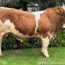 Simmental Bulls Image 7