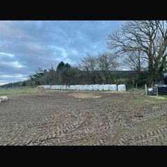 31 free Bales 4 years old. Coarse