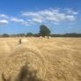 Hay Image 3