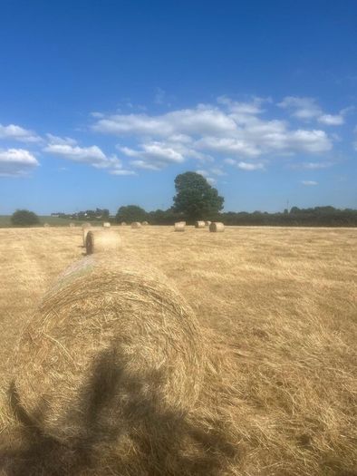 Hay