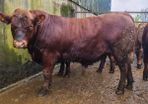 Stabiliser Bulls