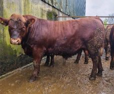 Stabiliser Bulls