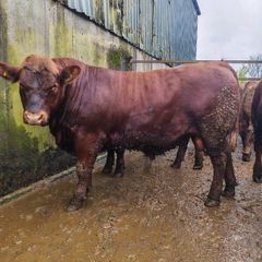 Stabiliser Bulls