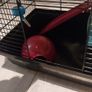 Dwarf hampster cage large Image 3
