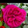 roses plants Image 6
