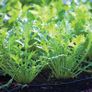 (M) Mizuna seeds 3g Japanese mustard greens (210466) Image 3