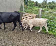 Cow & Calf