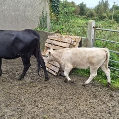 Cow & Calf