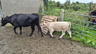 Cow & Calf