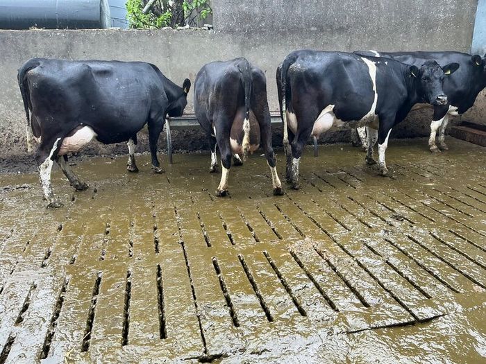 dairy cows