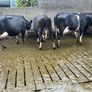 dairy cows Image 3