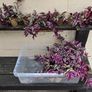 Inch Plant Image 2