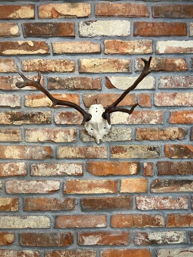 vintage skull