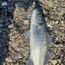 fishing lure Image 5