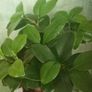 Ginseng Bonsai Image 2