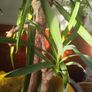 yucca plant Image 5