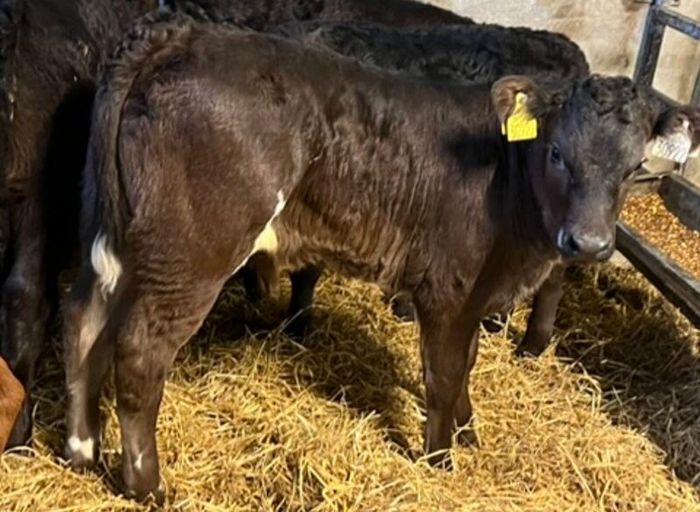 Limousin Calves