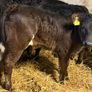 Limousin Calves Image 5