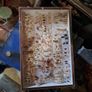 Antique Insects Display Image 3