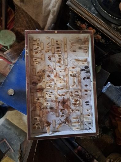Antique Insects Display