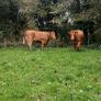 Top class heifers calving Jan Image 4