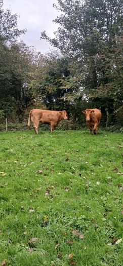 Top class heifers calving Jan