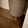 cheese plant (Monstera) with large pot Image 2