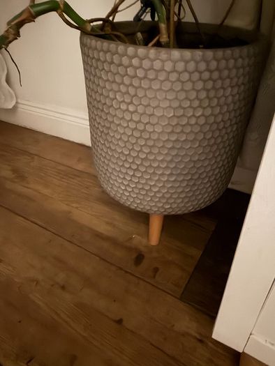 cheese plant (Monstera) with large pot
