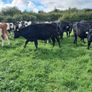 Weanlings Image 3