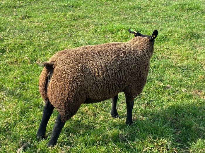 Blue TEXEL pedigree sheep